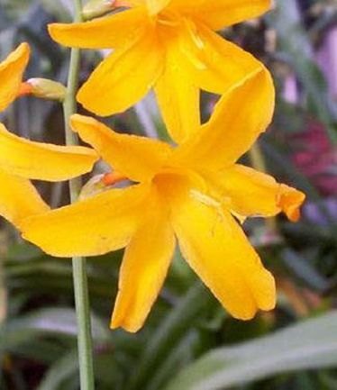 PERCROCOSMIAGEORGEDAVISONLARGE