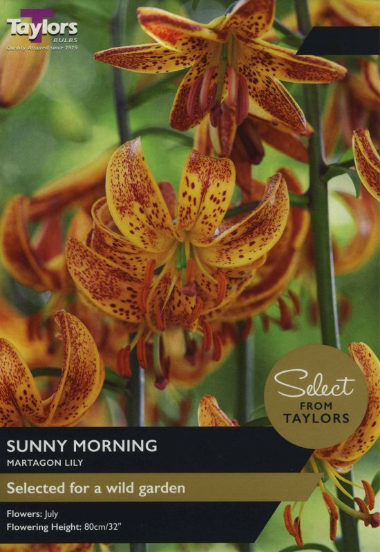 SE884 Lilium Sunny Morning
