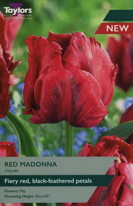 TP453 Red Madonna.jpeg