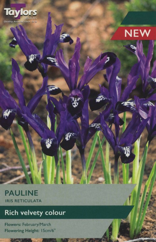 TP791 Iris Pauline.jpeg