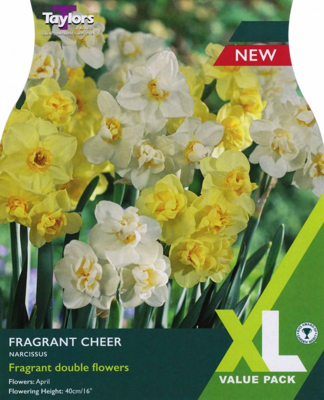 XL131 Fragrant Cheer