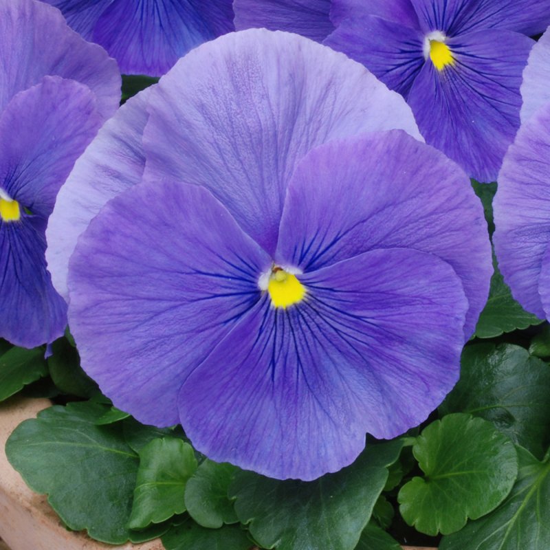 BEDDAUTUMNPansy Matrix True BlueSQUARE