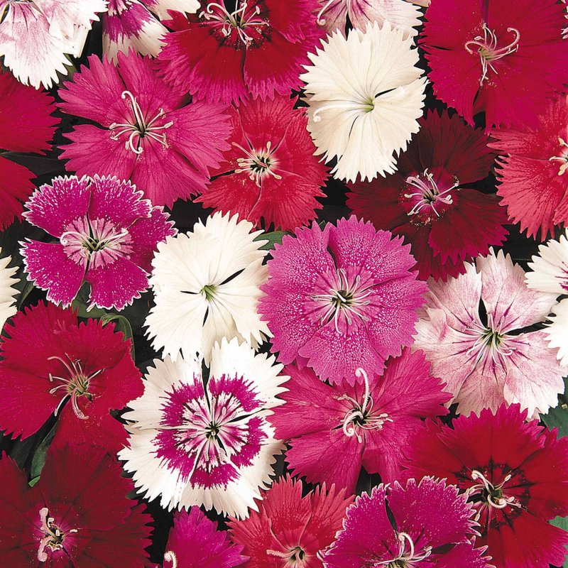 DIANTHUS FESTIVAL MIXBloom