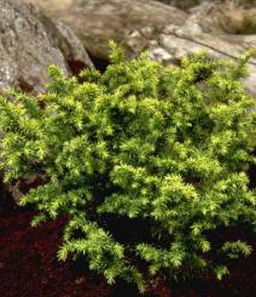 CONIFERCRYPTOMERIAJAPTILFORDGOLDLARGE