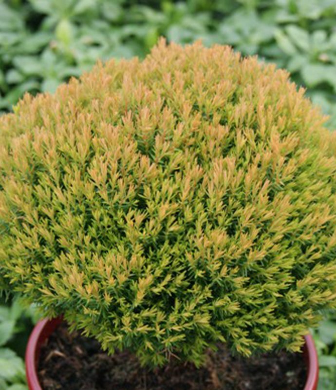 CONIFERTHUJAANNIEKLARGE