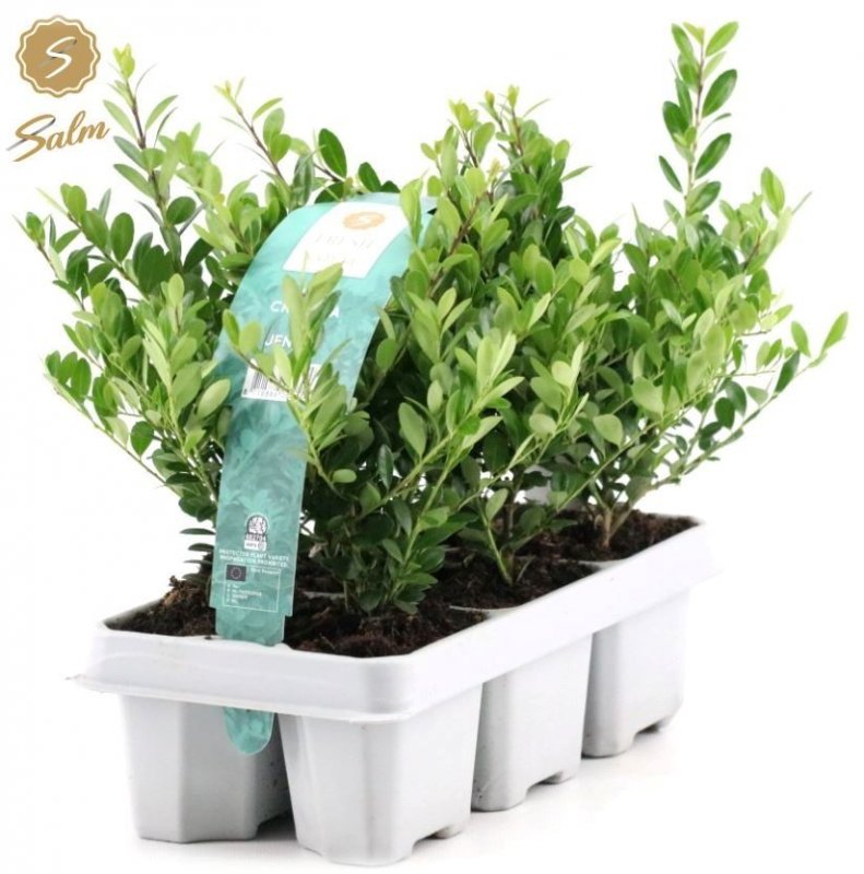 HEDGE Ilex crenata Jenny