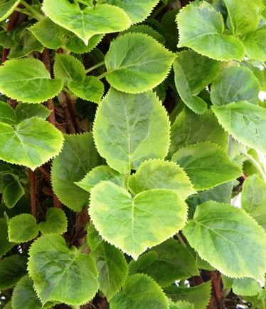 CLIMBERHydrangeapetiolarisMirandaLARGE