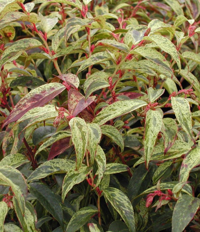 LeucothoeRainbowLARGE