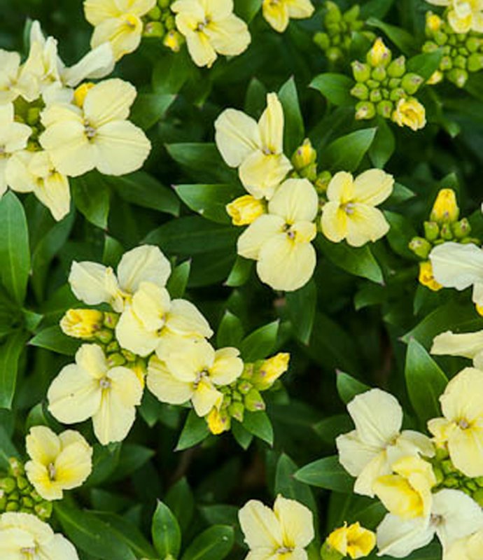 WallflowerPrimroseBedder