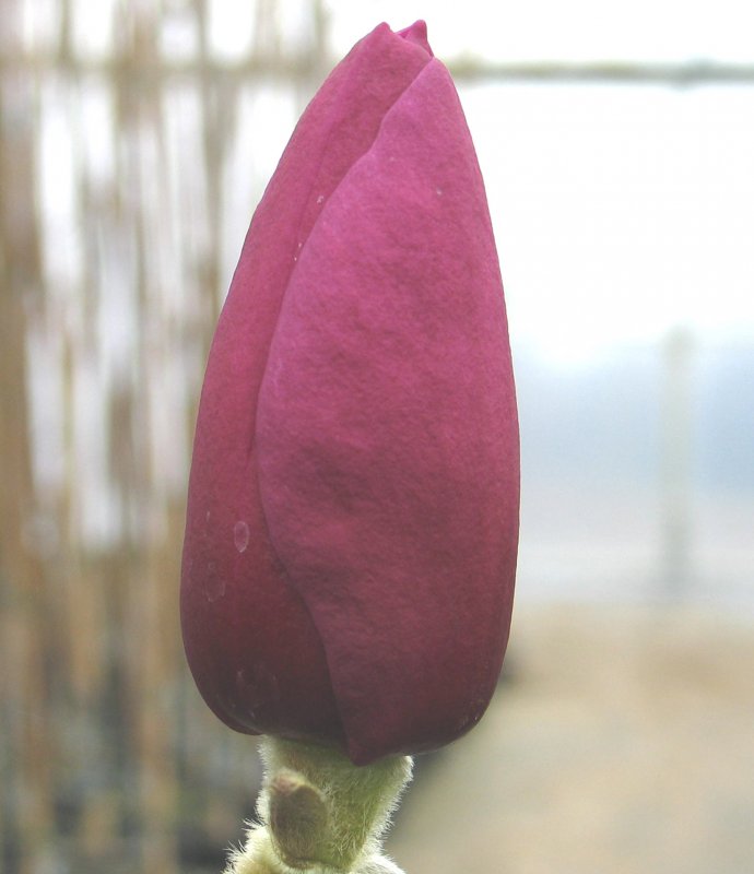 MAGNOLIA Black Tulip 1