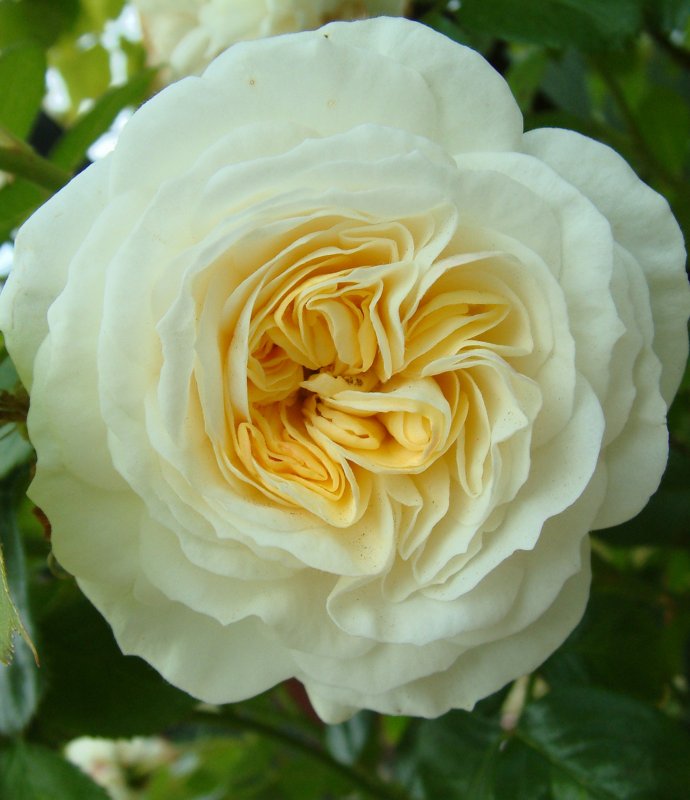 Rosa clarence house