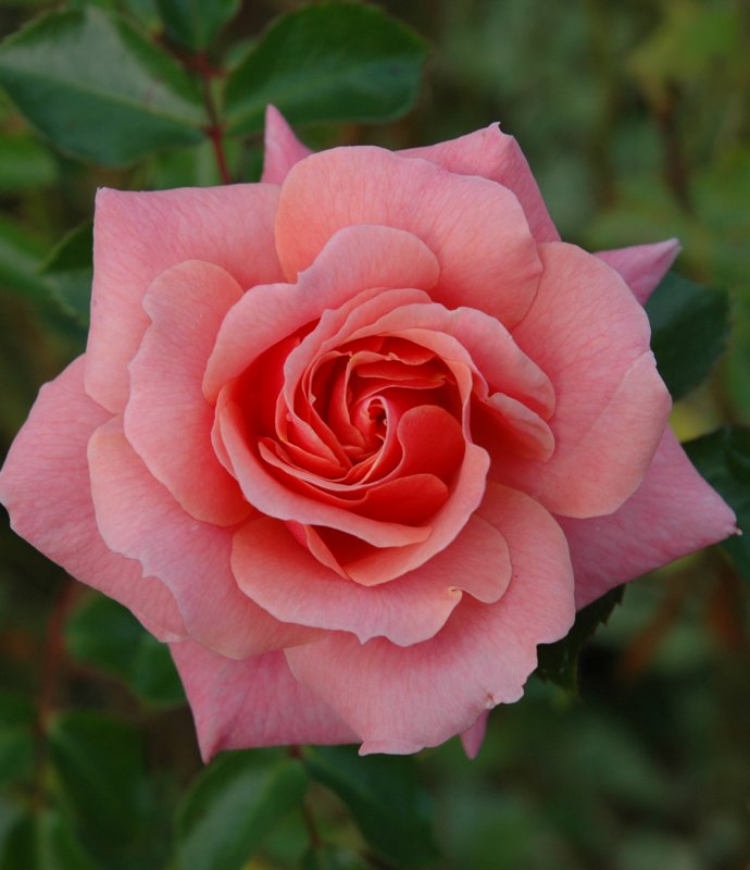 Rosa Festive Jewel
