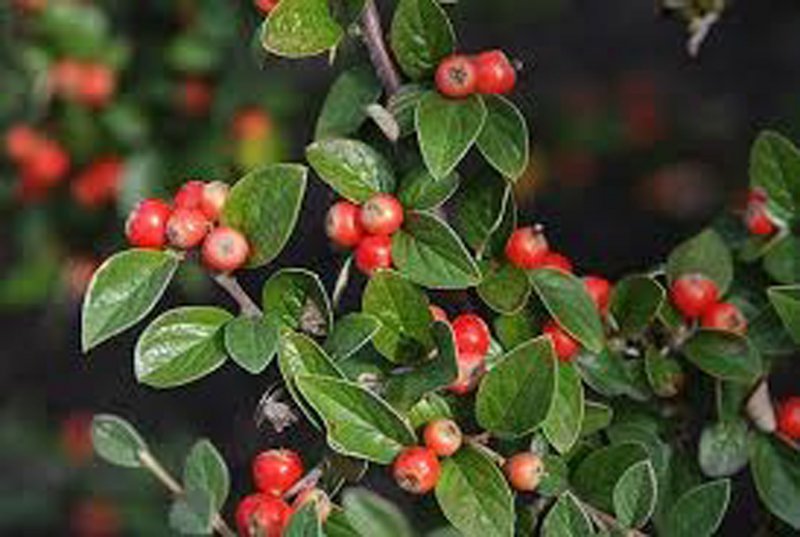 COTONEASTER SIMONSII BR 40-60-1+1