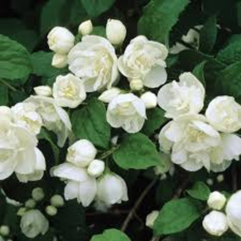 PHILADELPHUS VIRGINAL BR 40-60-0+1-2STEM