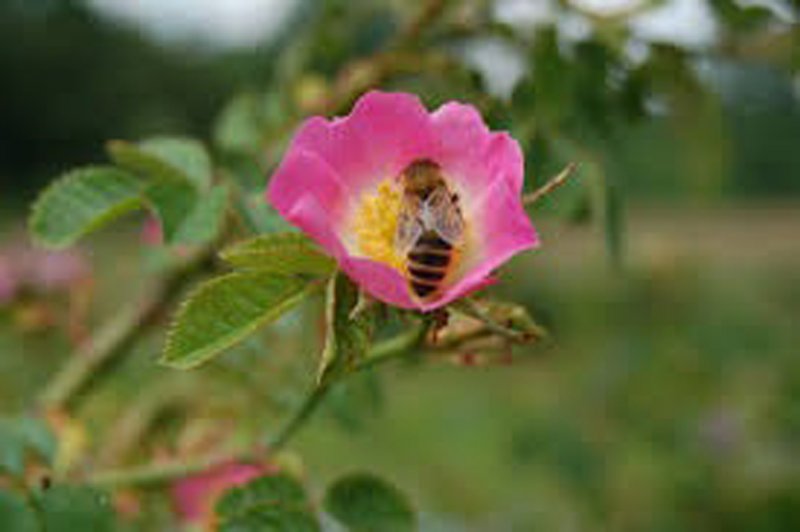 ROSA RUBINGINOSA BR 60-100 1+1