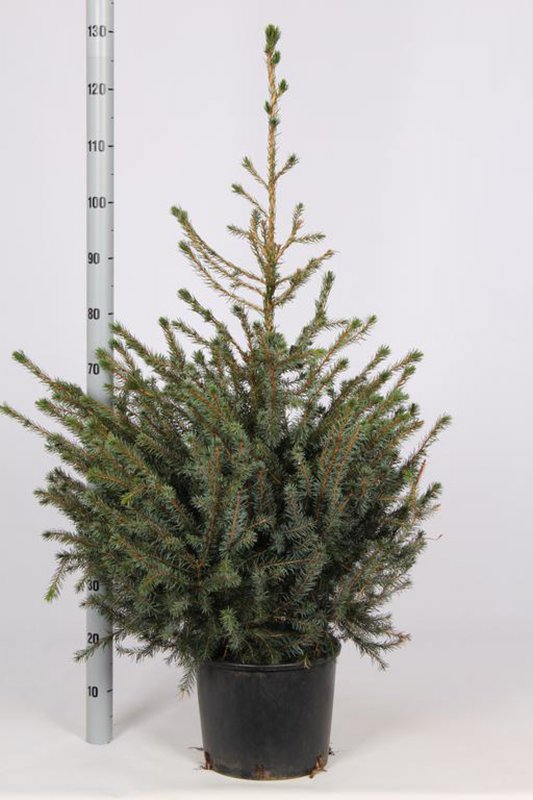 XMAS PICEA OMORIKA 100_125CM INCL-POT POTGROWN