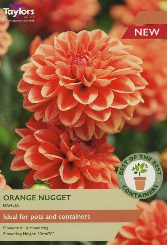 SBOB16 Dahlia Orange Nugget