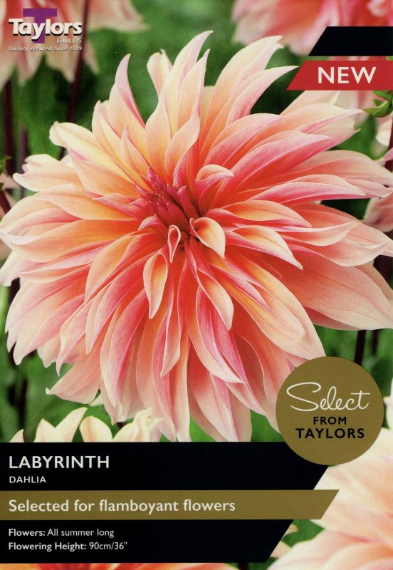 SSE148 Dahlia Labyrinth