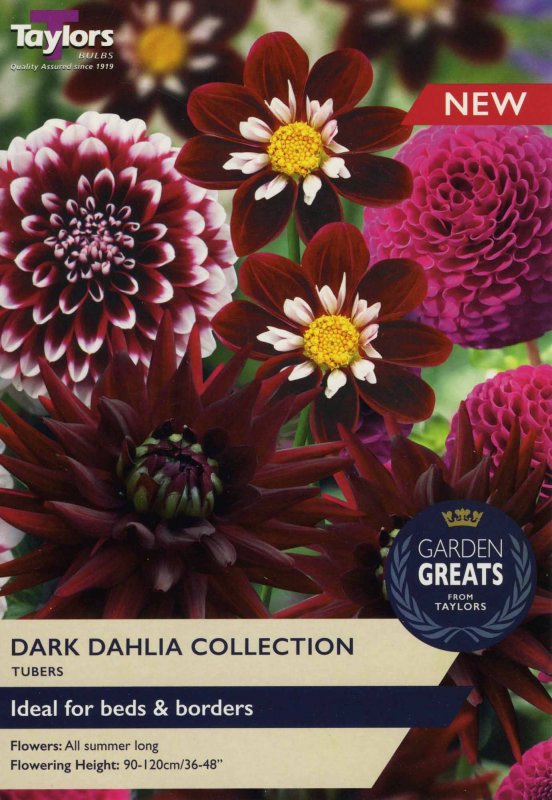 SV315 Dark Dahlia Collection