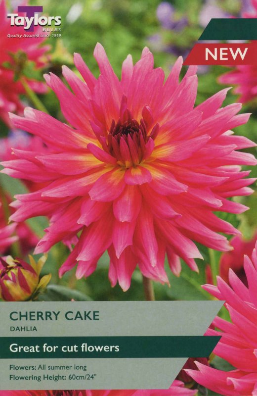 TS301 Cherry Cake