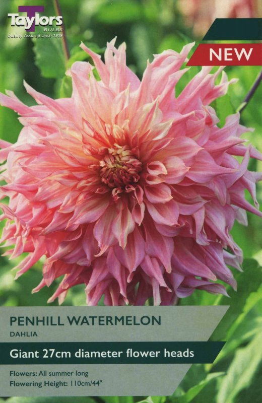 TS475 Penhill Watermelon