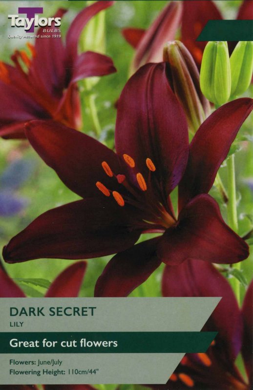 TS513 Dark Secret