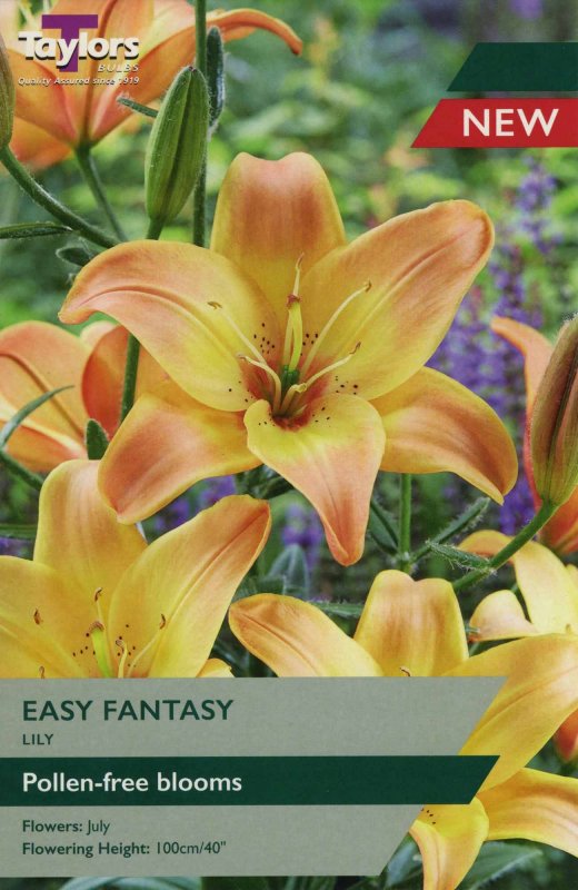 TS557 Easy Fantasy