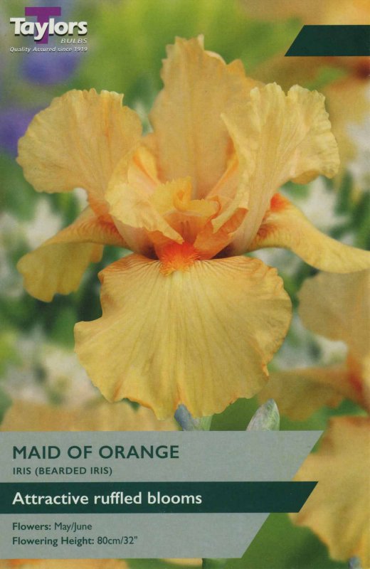 TS873 Iris Maid of Orange