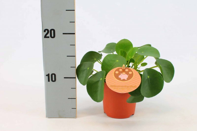 HOUSE Pilea Peperomioides 420223