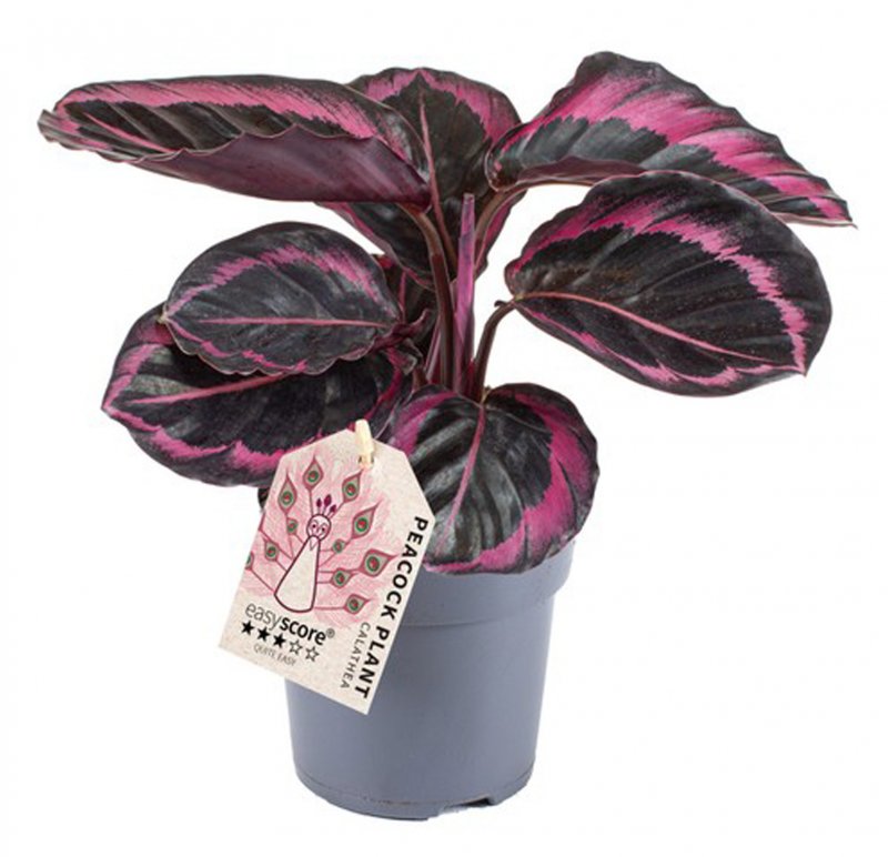 HOUSE Calathea Dottie 469264