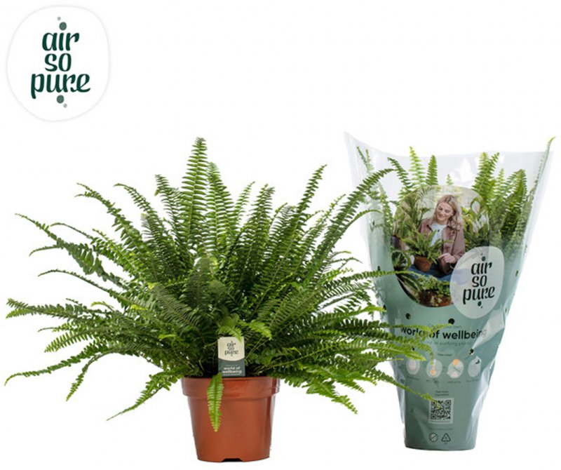 HOUSE Nephrolepis ex Green Lady Air So Pure 176421