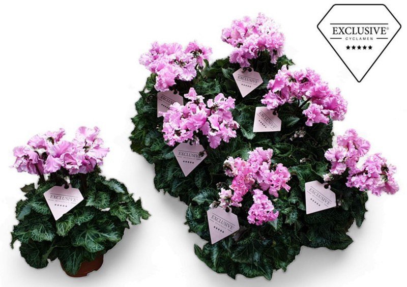 HOUSE Cyclamen SS Merengue Pink 223761