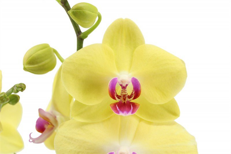 HOUSE Phalaenopsis Miraflor 2t 16+ 467258