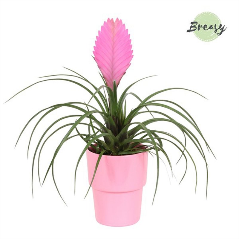 HOUSE Tillandsia Cyanea Anita + ceramic Cancun 303630