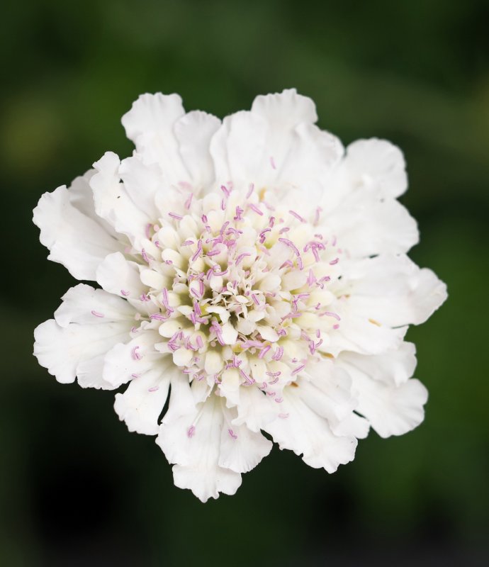 PERENScabiosa Kudo WhiteLARGE