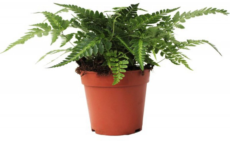 HOUSE Rumohra Adiantiformis Variegata 280282