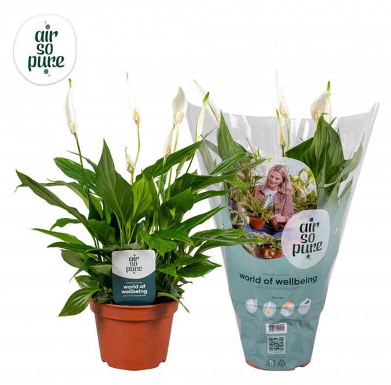 HOUSE Spathiphyllum Pearl Cupido 478527