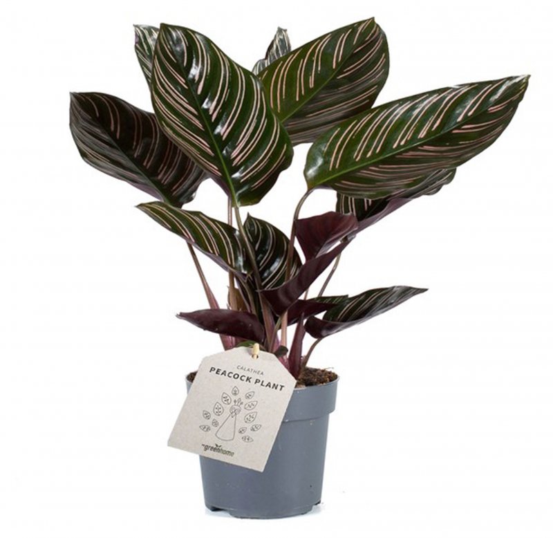 HOUSE Calathea sanderiana 358742