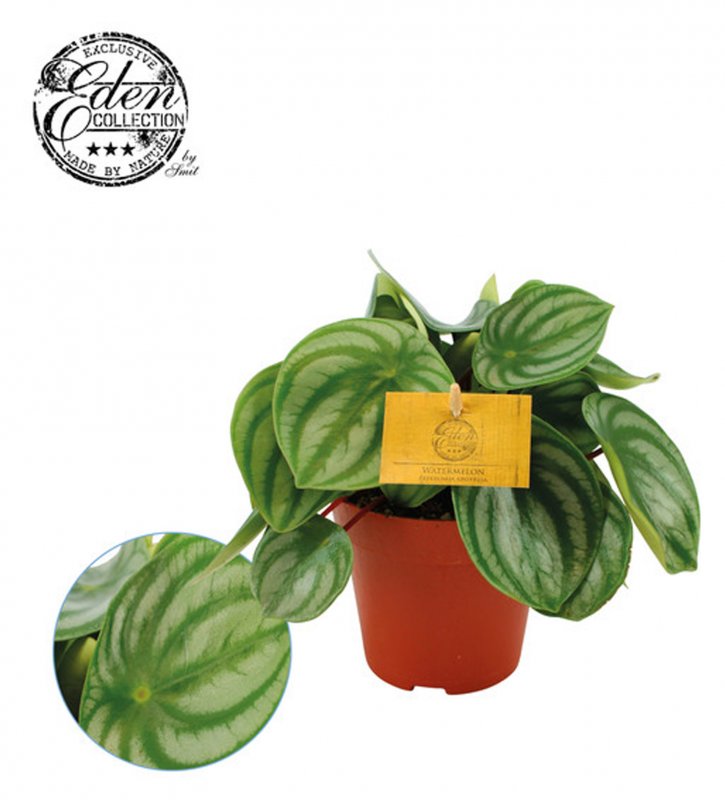 HOUSE Peperomia argyreia 316386