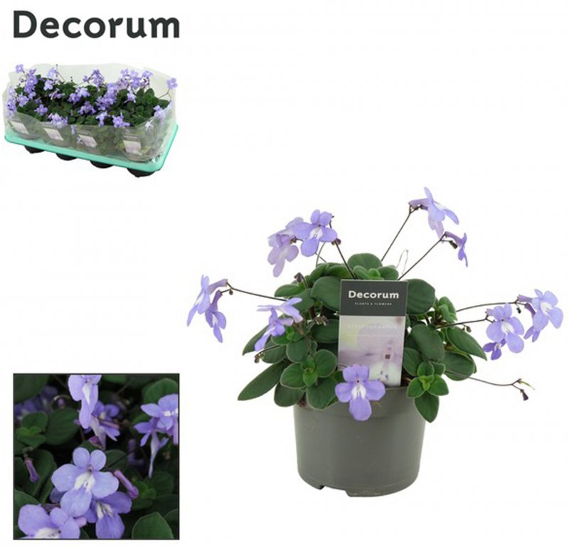 HOUSE Streptocarpus saxorum 208944