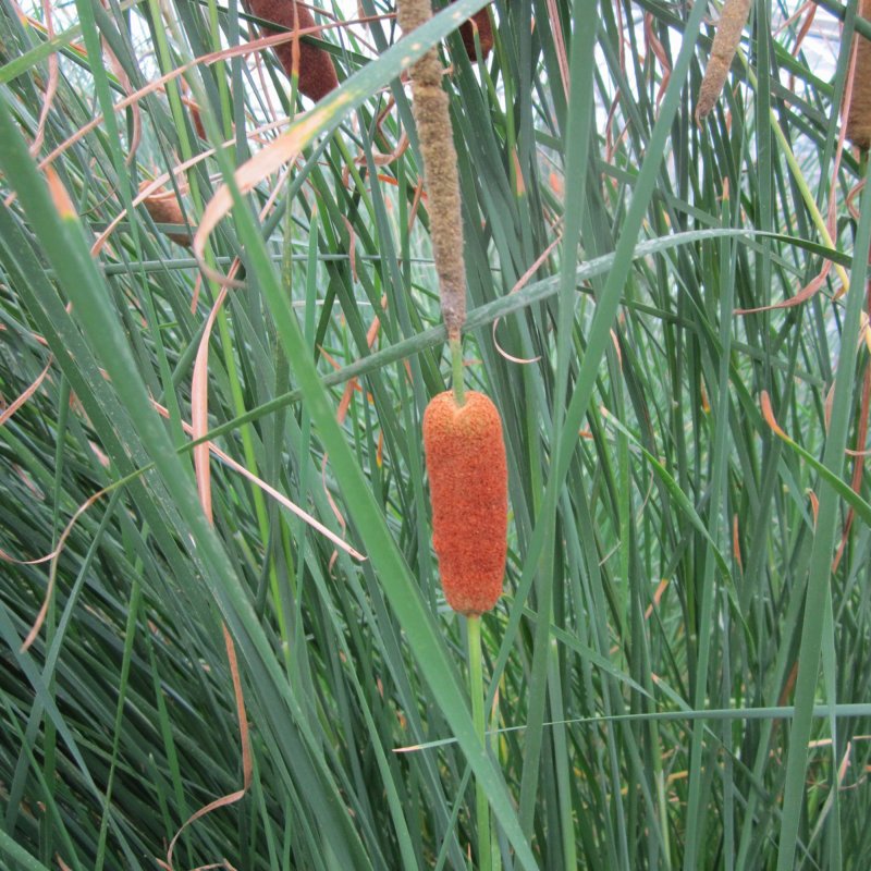 Typha gracilis