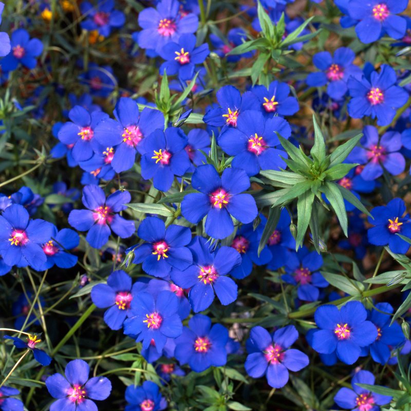 BEDDSUMM Anagallis Skylover