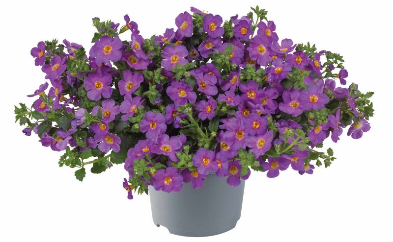 BEDDSUMM Bacopa MegaCopa Purple FL