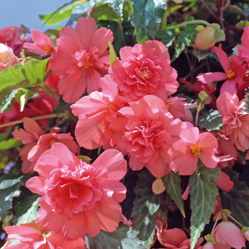 BEDDSUMM Begonia Illumination Salmon Pink