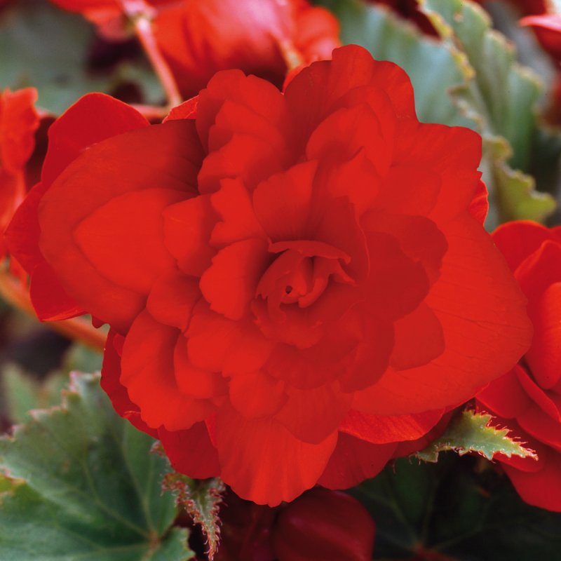 BEDDSUMM Begonia Illumination Scarlet