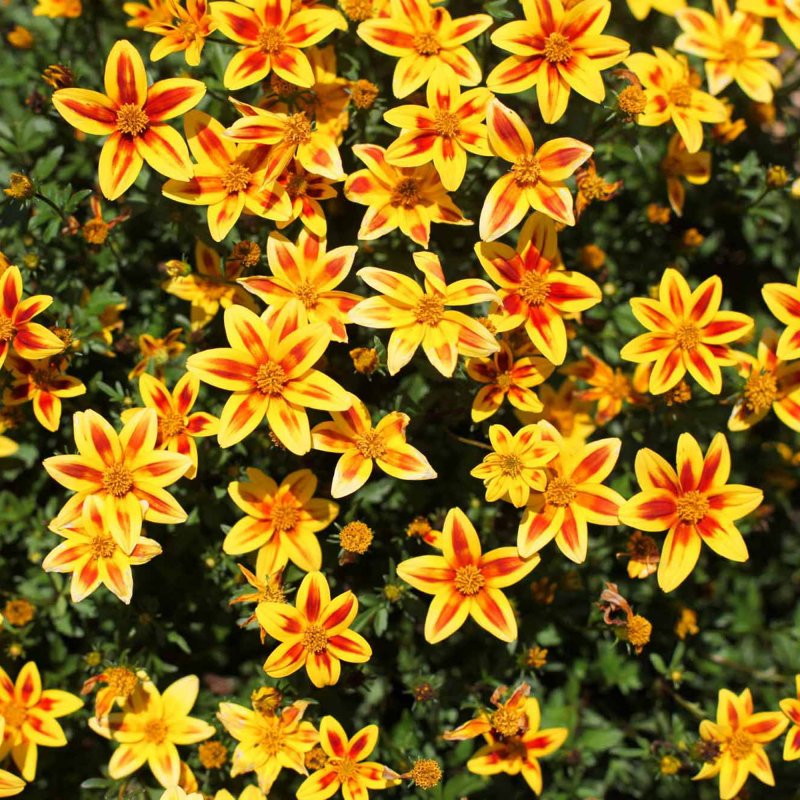 BEDDSUMM Bidens Blazing Star 02 DZ