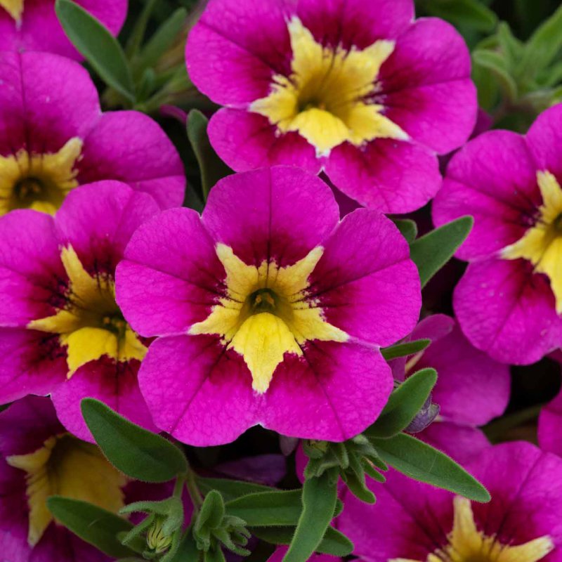 BEDDSUMM Calibrachoa Cabaret Bumble Bee Hot Pink 01