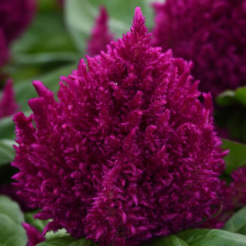 BEDDSUMM Celosia First Flame Purple
