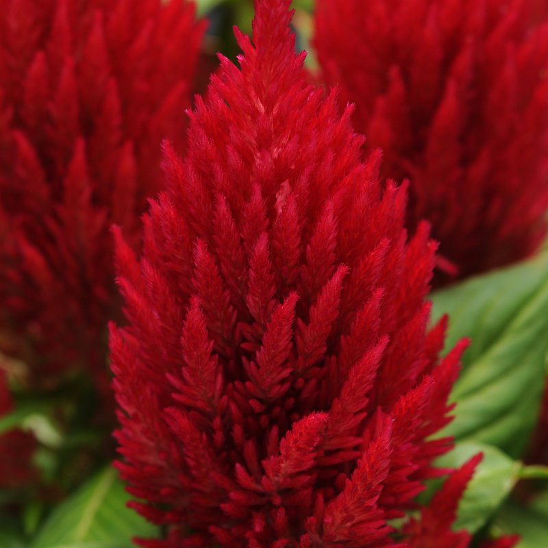BEDDSUMM Celosia First Flame Red