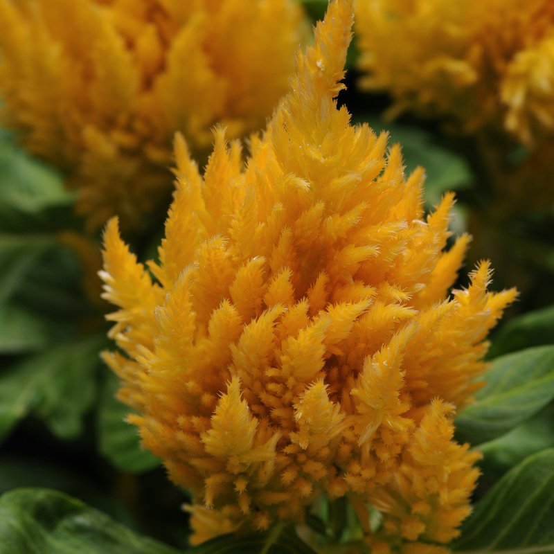 BEDDSUMM Celosia First Flame Yellow